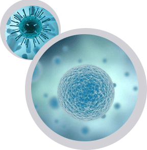 細(xì)胞株構(gòu)建