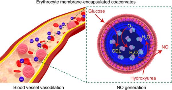 紅細胞膜上血紅蛋白.jpg 紅細胞膜上血紅蛋白.jpg