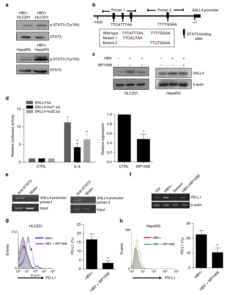 shRNA慢病毒載體構(gòu)建-輝駿生物.png shRNA慢病毒載體構(gòu)建-輝駿生物.png
