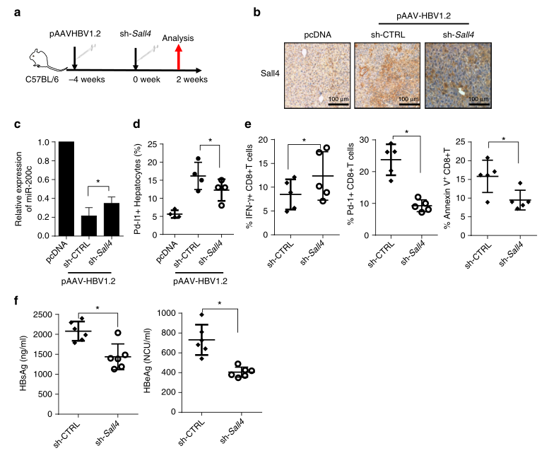 shRNA慢病毒載體構(gòu)建-輝駿生物.png shRNA慢病毒載體構(gòu)建-輝駿生物.png