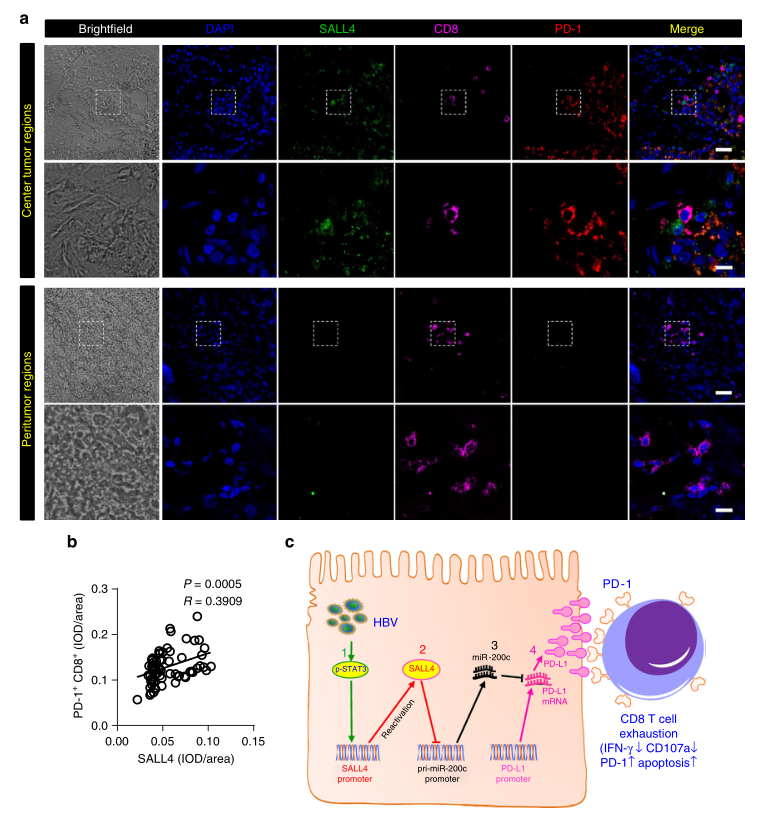 shRNA慢病毒載體構(gòu)建-輝駿生物.png shRNA慢病毒載體構(gòu)建-輝駿生物.png