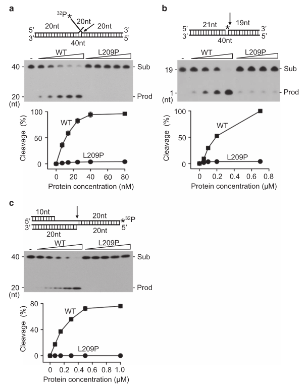 載體構(gòu)建服務(wù)-客戶文獻(xiàn)--輝駿生物.png 載體構(gòu)建服務(wù)-客戶文獻(xiàn)--輝駿生物.png
