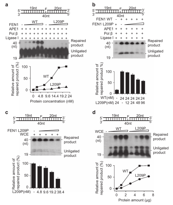 載體構(gòu)建服務(wù)-客戶文獻(xiàn)-輝駿生物.png 載體構(gòu)建服務(wù)-客戶文獻(xiàn)-輝駿生物.png