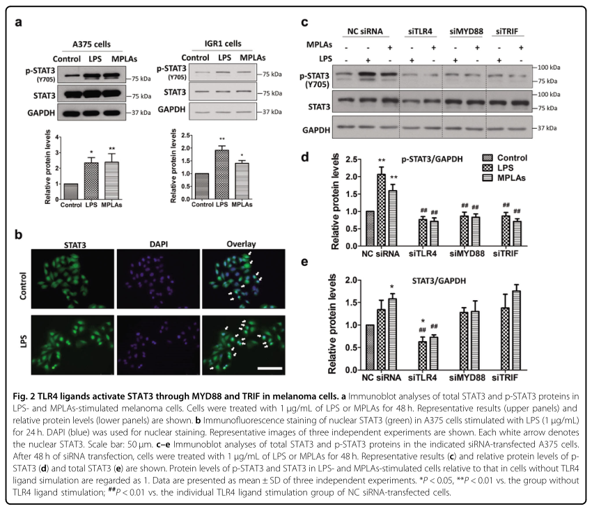載體構(gòu)建服務(wù)-客戶文獻(xiàn)-輝駿生物.png 載體構(gòu)建服務(wù)-客戶文獻(xiàn)-輝駿生物.png