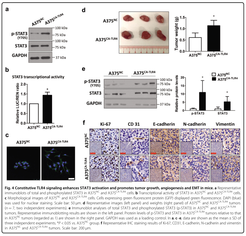 載體構(gòu)建服務(wù)-客戶文獻(xiàn)-輝駿生物.png 載體構(gòu)建服務(wù)-客戶文獻(xiàn)-輝駿生物.png