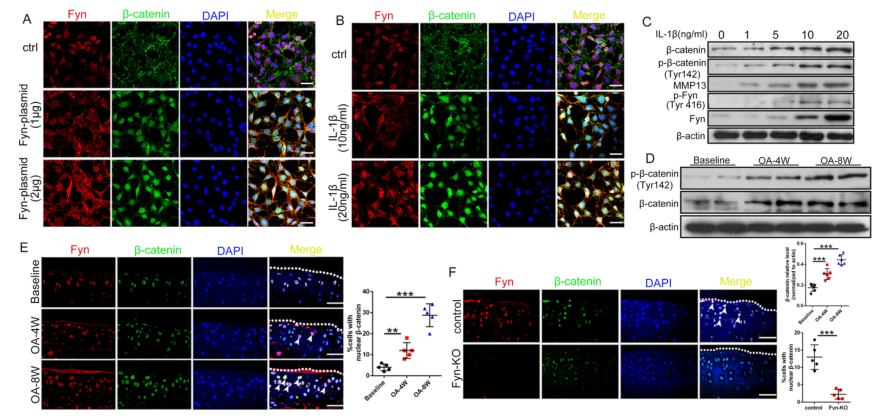 iTRAQ蛋白質(zhì)組學(xué)分析、itraq實驗服務(wù)、iTRAQ技術(shù)