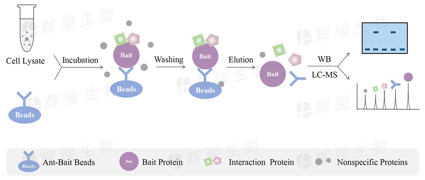 CoIP實(shí)驗(yàn)服務(wù)步驟流程_免疫共沉淀coip檢測(cè)_Co-IP實(shí)驗(yàn)代做服務(wù)價(jià)格費(fèi)用 CoIP實(shí)驗(yàn)服務(wù)步驟流程_免疫共沉淀coip檢測(cè)_Co-IP實(shí)驗(yàn)代做服務(wù)價(jià)格費(fèi)用