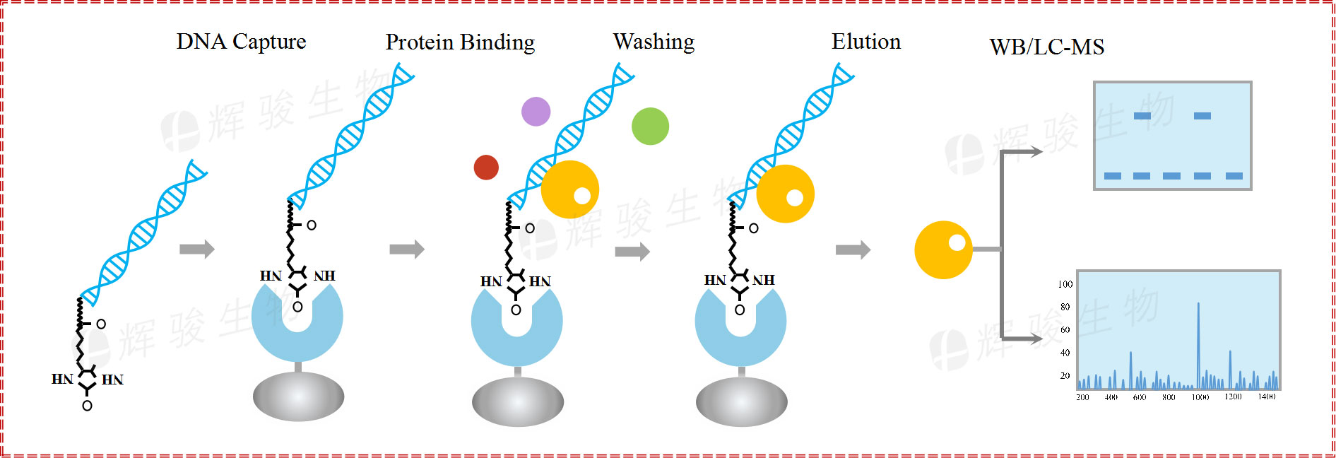 DNA pull down實(shí)驗(yàn)技術(shù)服務(wù)步驟 dna pulldown WB實(shí)驗(yàn)平臺(tái)公司 DNA pull down實(shí)驗(yàn)技術(shù)服務(wù)步驟 dna pulldown WB實(shí)驗(yàn)平臺(tái)公司