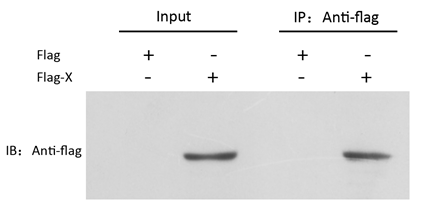 免疫共沉淀Coip實(shí)驗(yàn)服務(wù)結(jié)果圖分析 免疫共沉淀Coip實(shí)驗(yàn)服務(wù)結(jié)果圖分析
