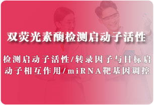啟動(dòng)子活性檢測（雙熒光素酶實(shí)驗(yàn)）