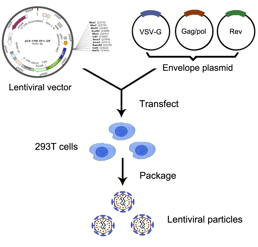 慢病毒包裝實(shí)驗流程 慢病毒包裝實(shí)驗流程