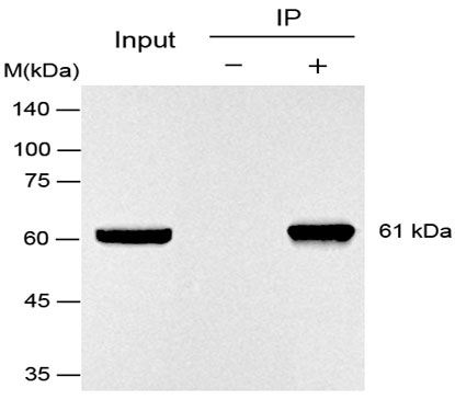 HA標簽抗體-輝駿生物 HA標簽抗體-輝駿生物