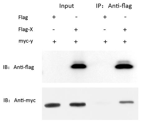 輝駿生物Flag免疫共沉淀試劑盒使用案例 輝駿生物Flag免疫共沉淀試劑盒使用案例