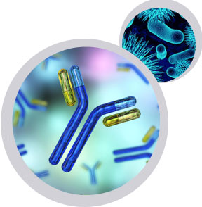 抗體測(cè)序 抗體從頭測(cè)序 抗體表達(dá).jpg 抗體測(cè)序 抗體從頭測(cè)序 抗體表達(dá).jpg