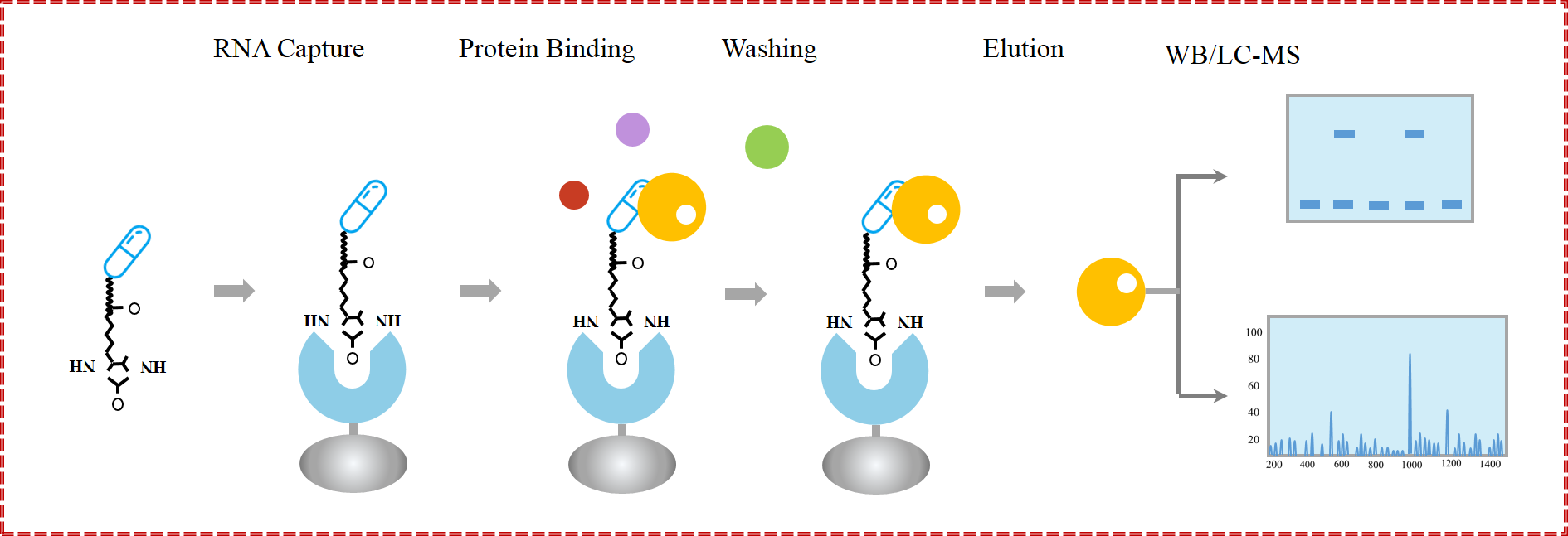化合物pull down實(shí)驗(yàn)技術(shù)服務(wù)步驟,pull-down化合物實(shí)驗(yàn)外包公司