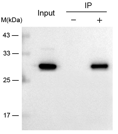 GAPDH抗體-Anti-GAPDH小鼠單抗,價格低,大量現(xiàn)貨-輝駿生物 GAPDH抗體-Anti-GAPDH小鼠單抗,價格低,大量現(xiàn)貨-輝駿生物