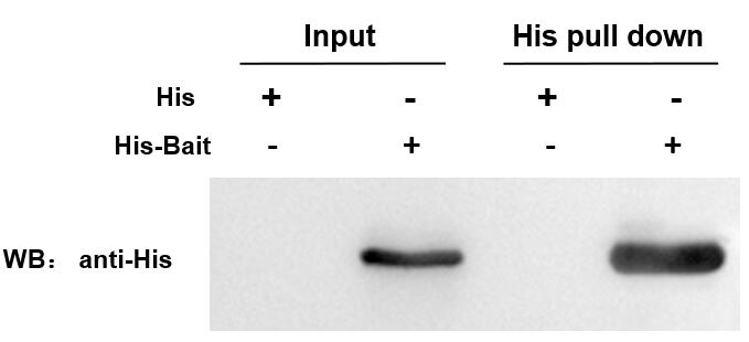 輝駿生物His標簽蛋白瓊脂糖純化樹脂-快速純化 高純度,his純化樹脂可在相對較高的流速下，實現(xiàn)對目的蛋白的純化