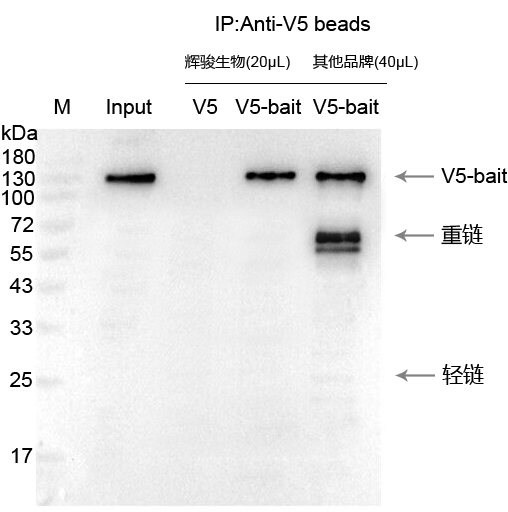 1713774091244592.jpg V5 磁珠宣傳圖.jpg