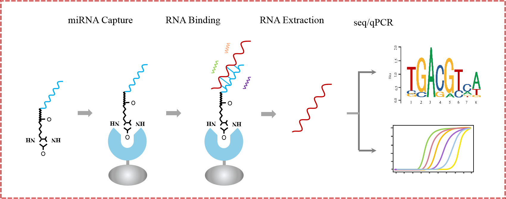 輝駿生物miRNA pull down調(diào)取結(jié)合RNA原理.png 輝駿生物miRNA pull down調(diào)取結(jié)合RNA原理.png