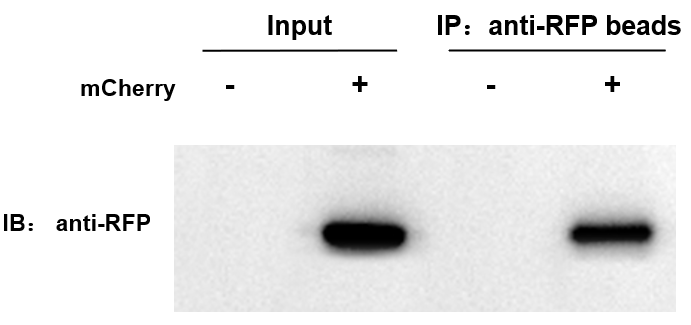 輝駿生物 Anti-RFP納米抗體磁珠生產(chǎn)商價(jià)格低-無輕重鏈污染.jpg 輝駿生物 Anti-RFP納米抗體磁珠生產(chǎn)商價(jià)格低-無輕重鏈污染.jpg