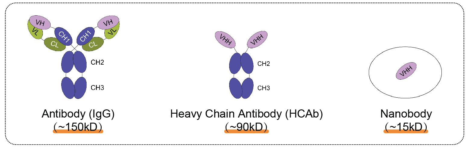 輝駿生物ChainFree? Anti-mCherry納米抗體磁珠-無輕重鏈污染-高效完成COIP 輝駿生物ChainFree? Anti-mCherry納米抗體磁珠-無輕重鏈污染-高效完成COIP