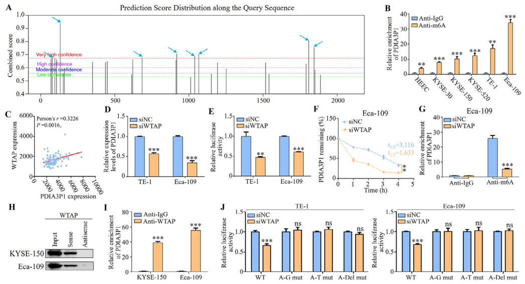 PDIA3P1穩(wěn)定性增強(qiáng)源于IGF2BP1對WTAP介導(dǎo)的m6A修飾的識別 PDIA3P1穩(wěn)定性增強(qiáng)源于IGF2BP1對WTAP介導(dǎo)的m6A修飾的識別