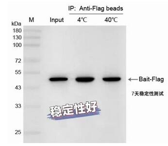 輝駿生物納米抗體磁珠在4℃和40℃條件下保存7天后進(jìn)行IP穩(wěn)定性檢測(cè)示意圖.jpg 輝駿生物納米抗體磁珠在4℃和40℃條件下保存7天后進(jìn)行IP穩(wěn)定性檢測(cè)示意圖.jpg
