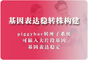 基因表達(dá)穩(wěn)轉(zhuǎn)株構(gòu)建（轉(zhuǎn)座子）