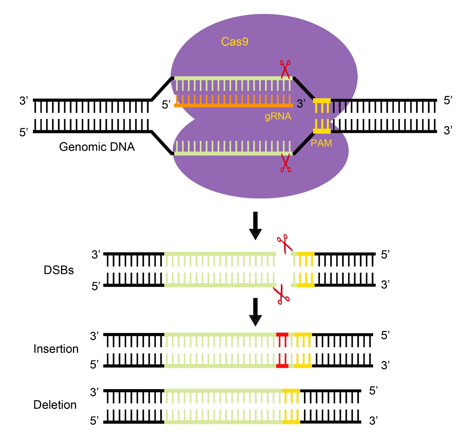 基因敲除單克隆細(xì)胞株構(gòu)建技術(shù)哪家好-輝駿生物保證目標(biāo)基因編輯/表達(dá)效果.jpg 基因敲除單克隆細(xì)胞株構(gòu)建技術(shù)哪家好-輝駿生物保證目標(biāo)基因編輯/表達(dá)效果.jpg