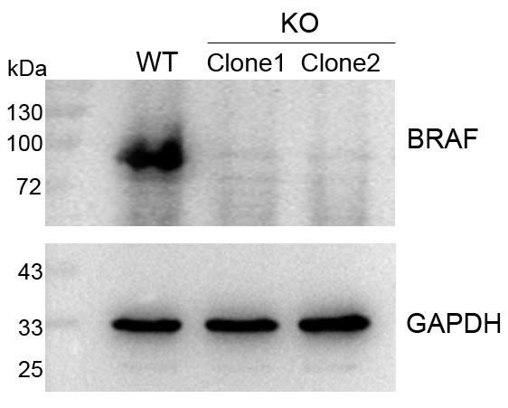 ?輝駿生物CRISPR基因敲除細(xì)胞株-6周交付-無(wú)效全額退款.jpg ?輝駿生物CRISPR基因敲除細(xì)胞株-6周交付-無(wú)效全額退款.jpg
