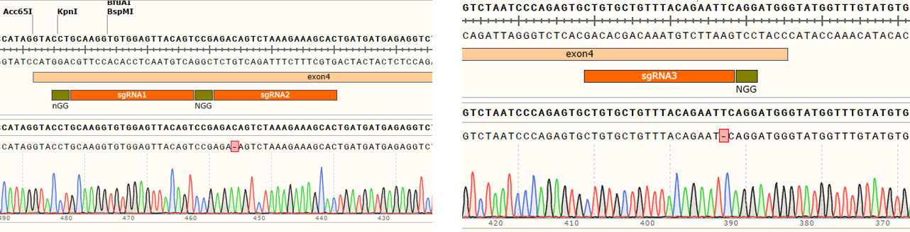 基因敲除細(xì)胞株定制-輝駿生物快至6周交付-不成功不收費(fèi).jpg 基因敲除細(xì)胞株定制-輝駿生物快至6周交付-不成功不收費(fèi).jpg