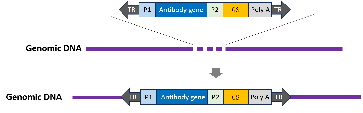 CHO穩(wěn)轉(zhuǎn)株構(gòu)建服務(wù)-輝駿生物抗體表達(dá)穩(wěn)轉(zhuǎn)株-不成功不收費/6周交付.png CHO穩(wěn)轉(zhuǎn)株構(gòu)建服務(wù)-輝駿生物抗體表達(dá)穩(wěn)轉(zhuǎn)株-不成功不收費/6周交付.png