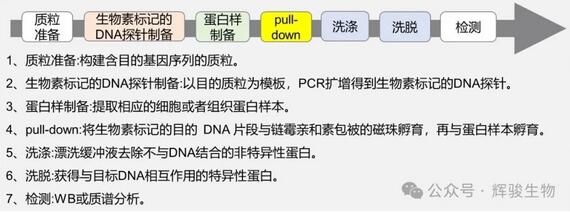 DNA pull-down實(shí)驗(yàn)步驟-輝駿生物.jpg