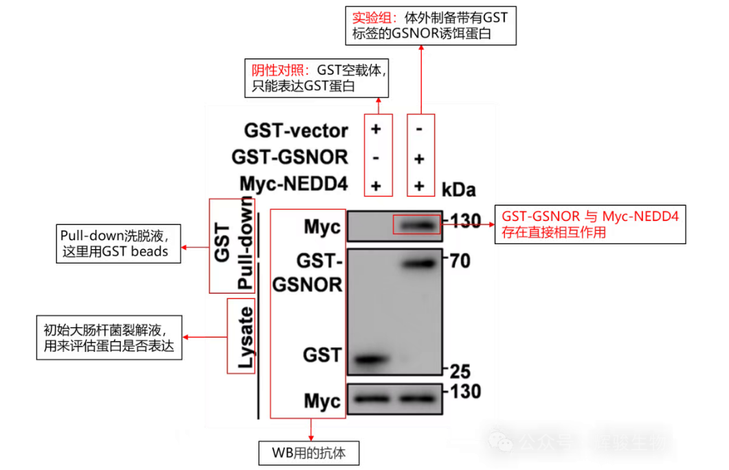 Pull-down 實驗文獻(xiàn)解讀-輝駿生物.png