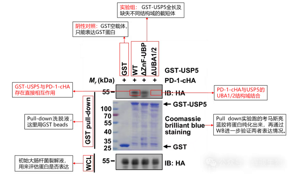 GST下拉實驗文獻(xiàn)解讀-輝駿生物眾多pulldown實驗高分文獻(xiàn).png