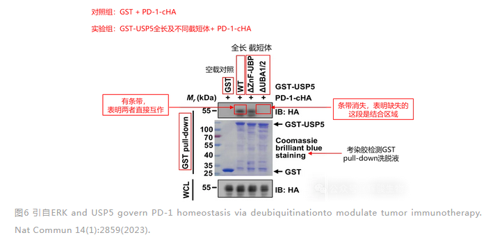 GST pull-down驗(yàn)證兩個蛋白結(jié)合的結(jié)構(gòu)域-輝駿生物.png